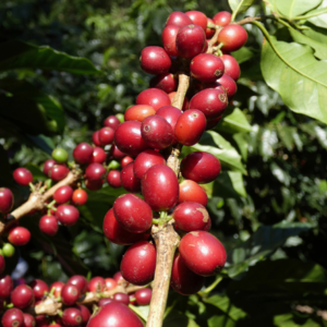 | Guatemala Todosantarita | zoet, licht fruitig, mooie balans, medium body